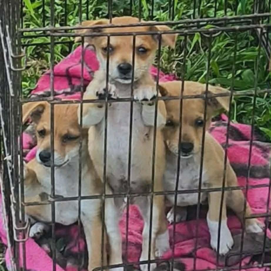 Enlarge Hoosier, a Adoptable Mixed Breed in Montgomery, TX image 2/2