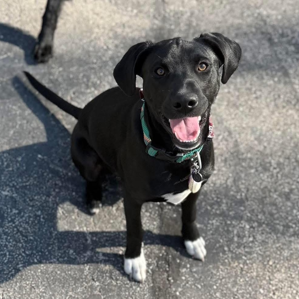 Dennis, ADOPTABLE, Young Male Hound.