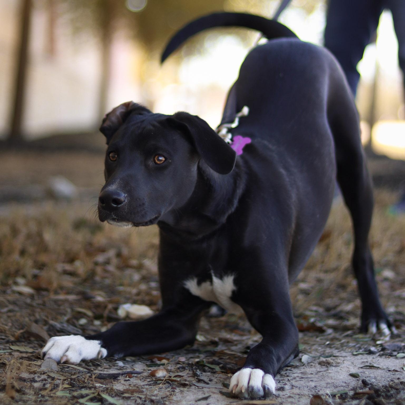Dennis, a ADOPTABLE Mixed Breed in Bryan, TX image 1/3