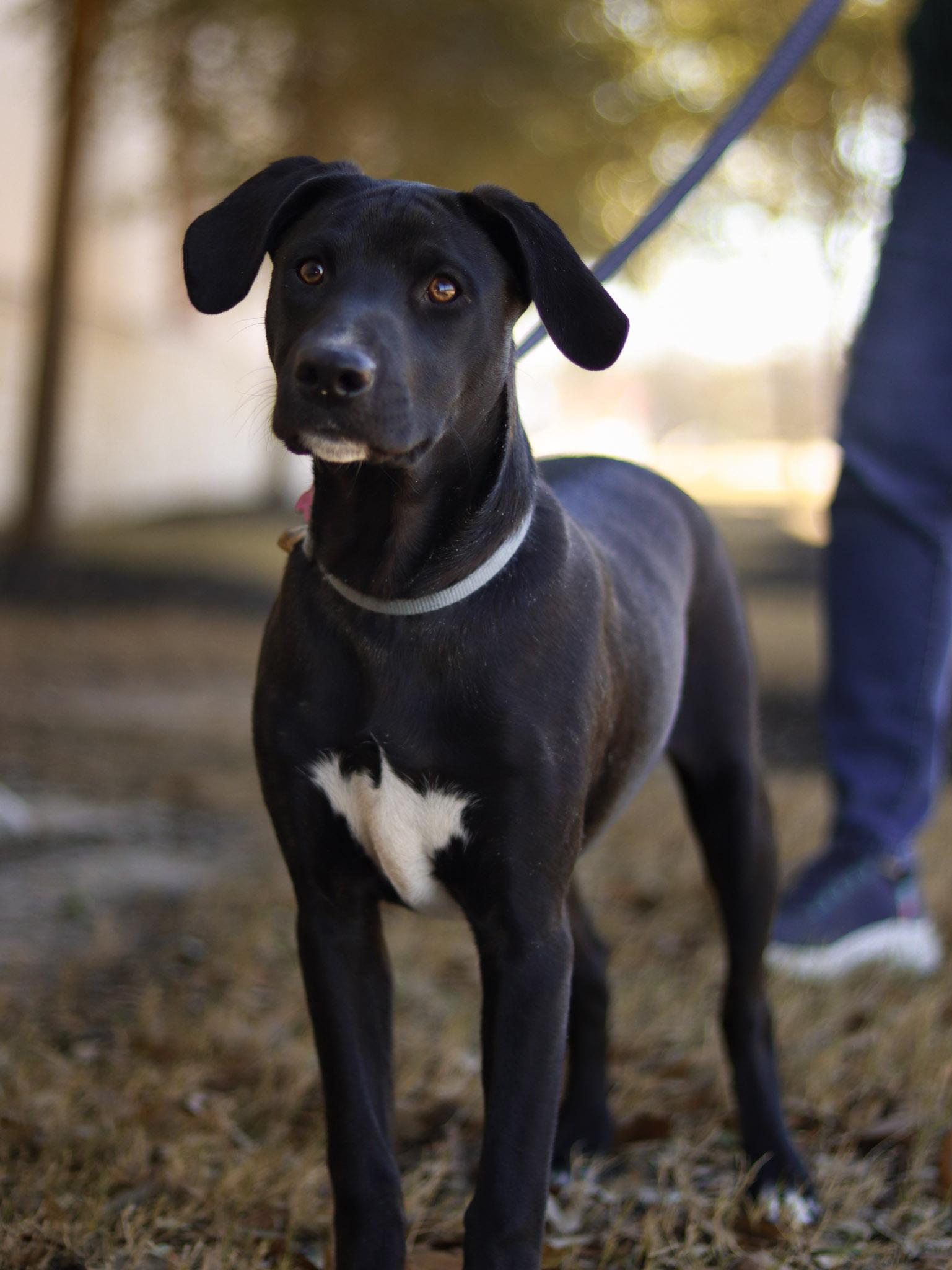 Dennis, a ADOPTABLE Mixed Breed in Bryan, TX image 3/3