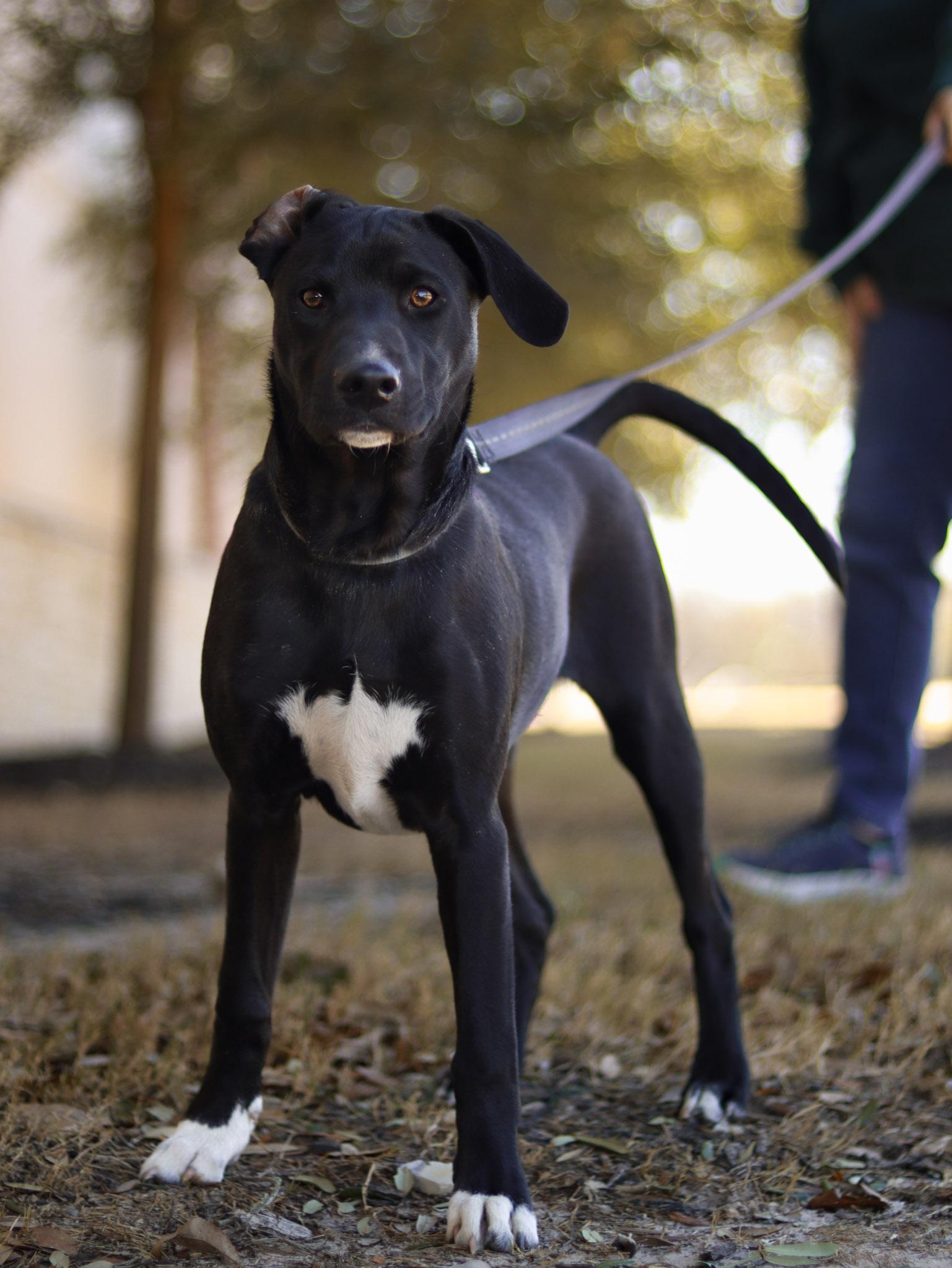 Dennis, a ADOPTABLE Mixed Breed in Bryan, TX image 2/3