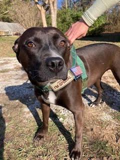 Enlarge FtA Suki, a Adoptable mixed breed in Newnan, GA image 1/4