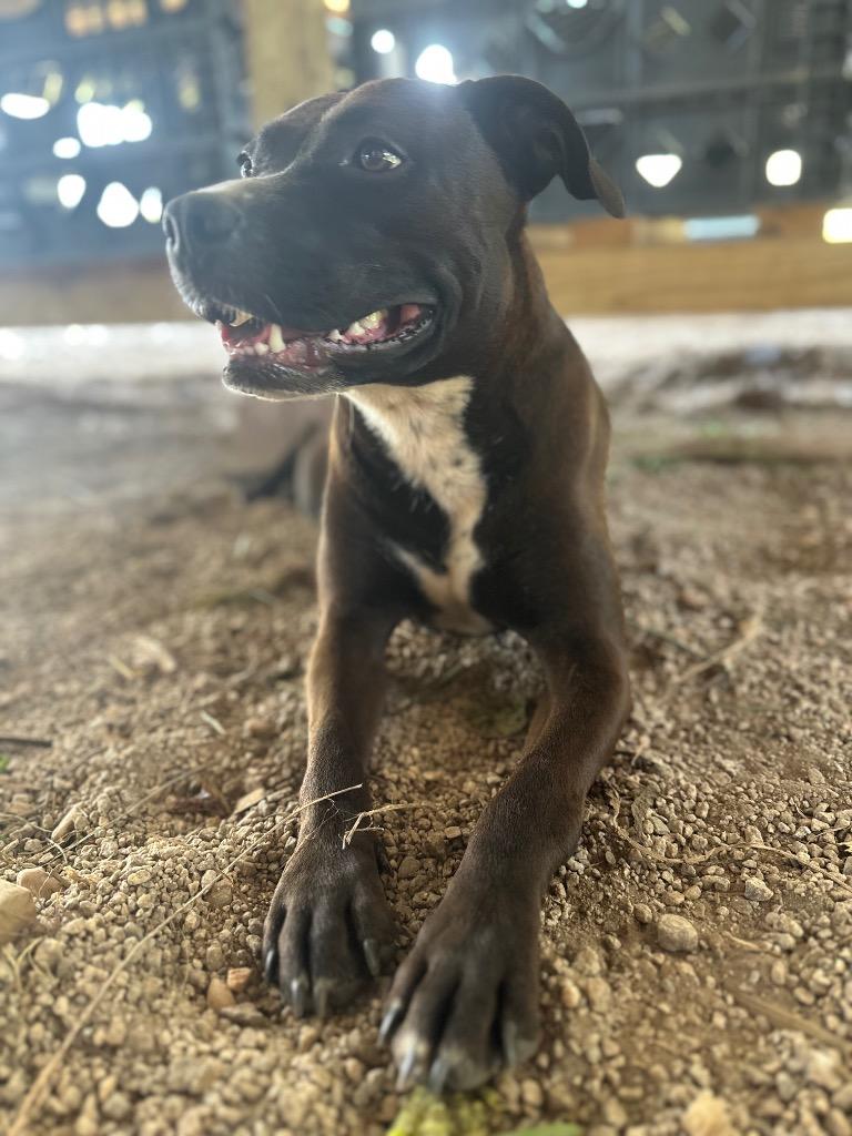 Enlarge FtA Suki, a Adoptable mixed breed in Newnan, GA image 3/4