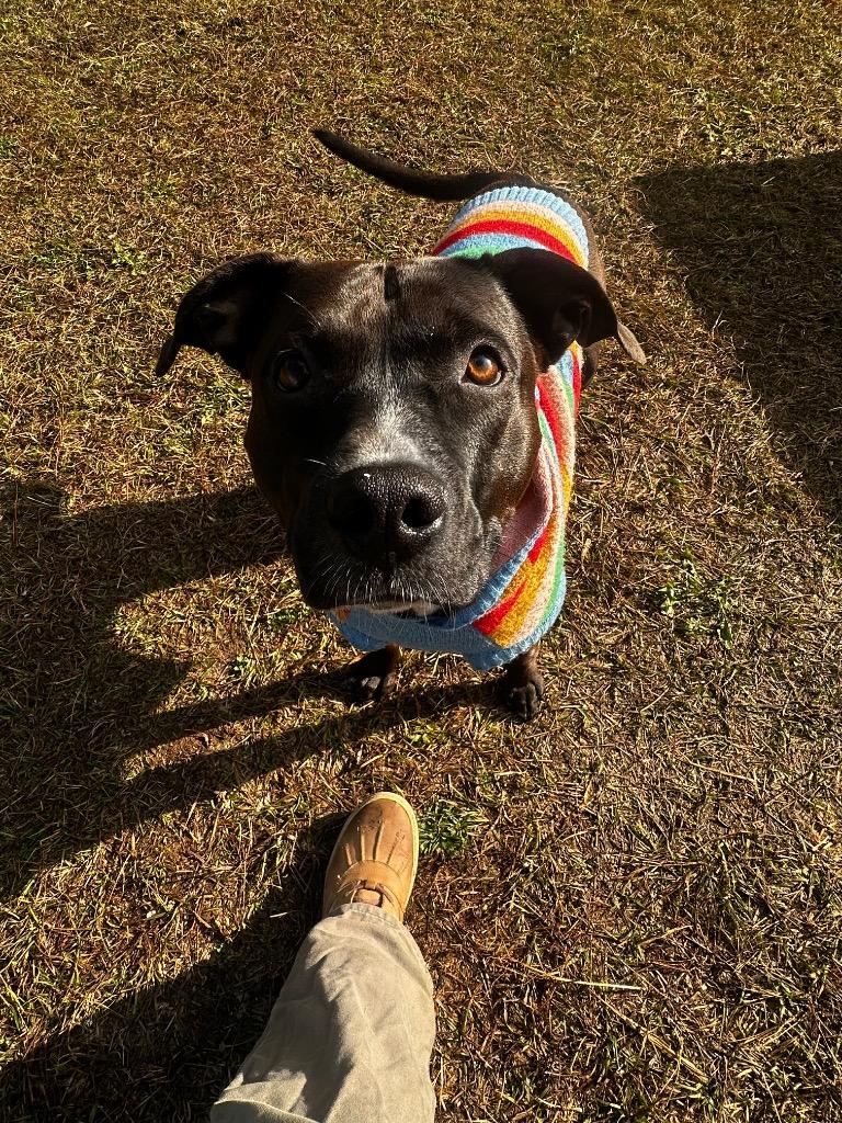 Enlarge FtA Suki, a Adoptable mixed breed in Newnan, GA image 4/4
