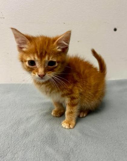 Bayou Baby, Adoptable, Adult Male Domestic Short Hair & Domestic Short Hair.