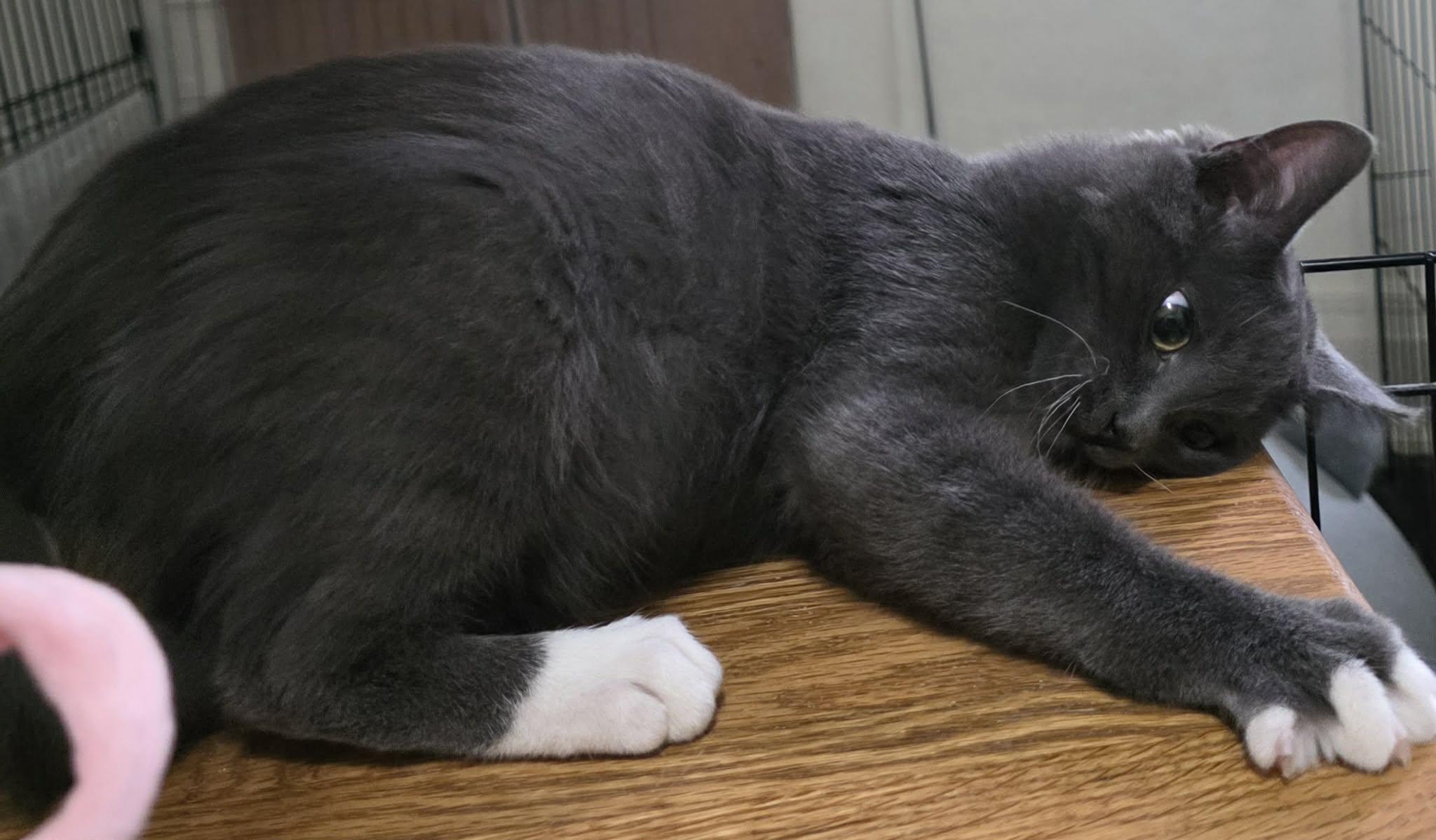 Enlarge Sonny, a ADOPTABLE Domestic Short Hair in Battle Creek, MI image 2/3