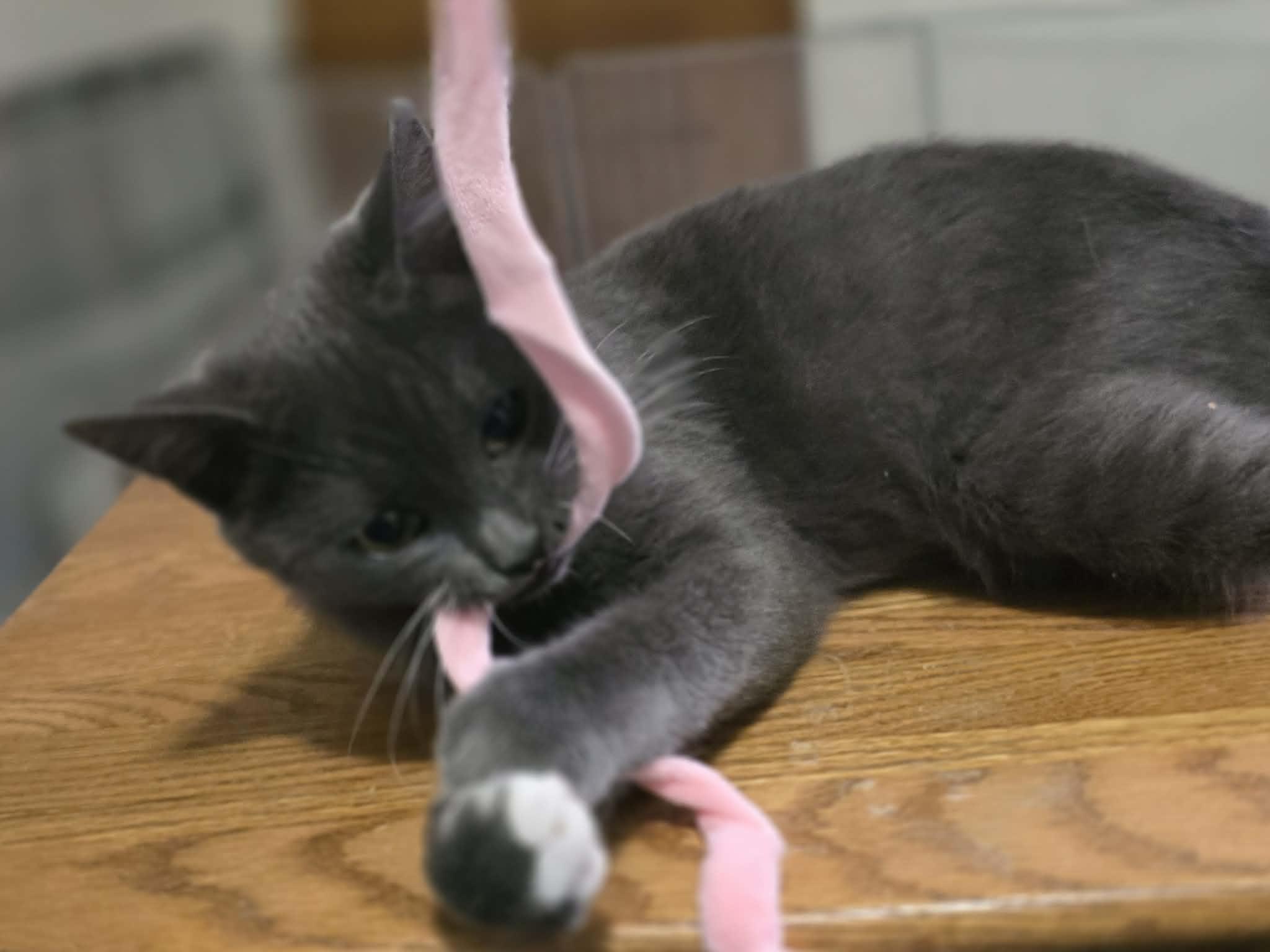 Enlarge Sonny, a ADOPTABLE Domestic Short Hair in Battle Creek, MI image 3/3