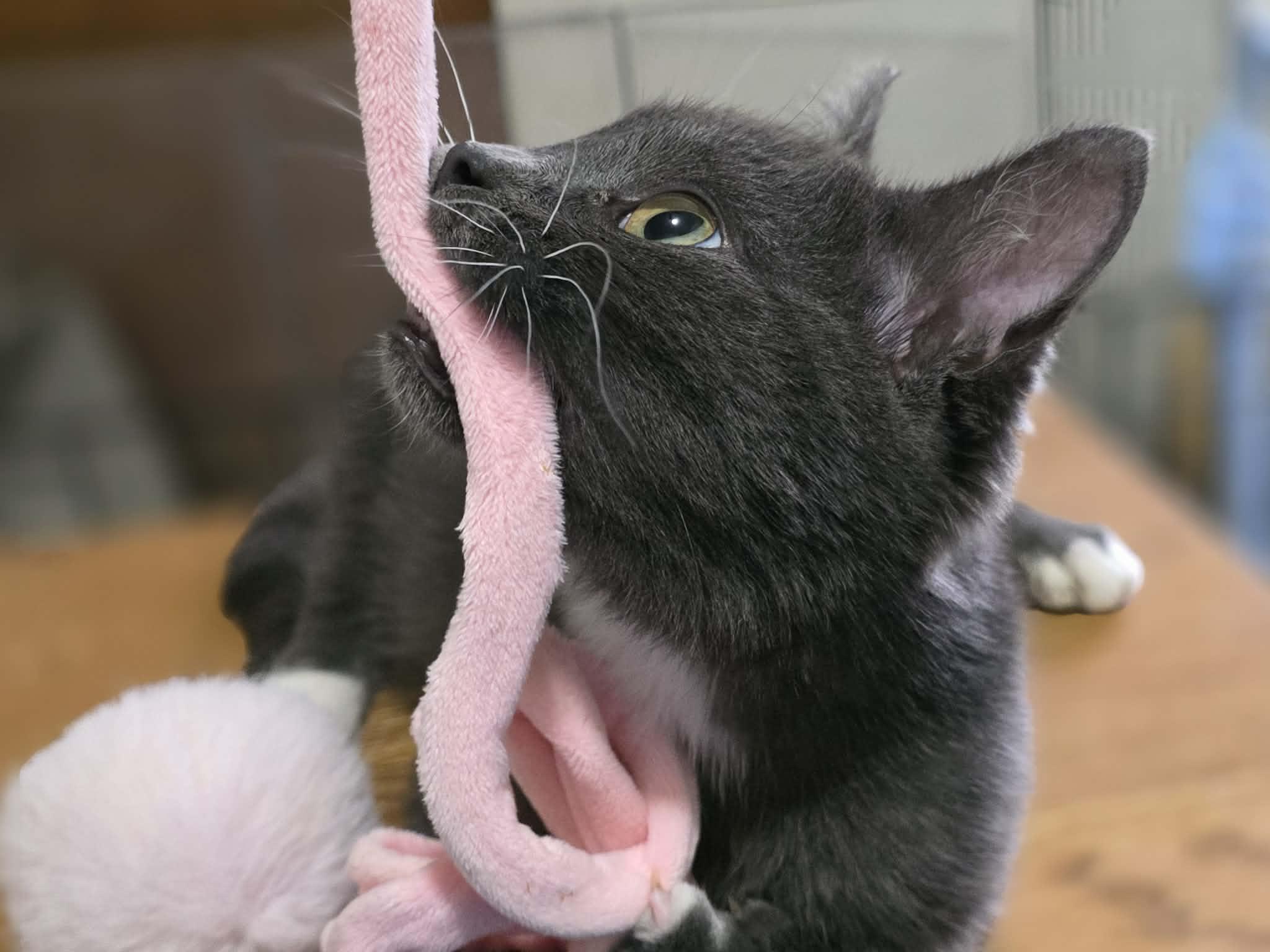 Enlarge Sonny, a ADOPTABLE Domestic Short Hair in Battle Creek, MI image 1/3