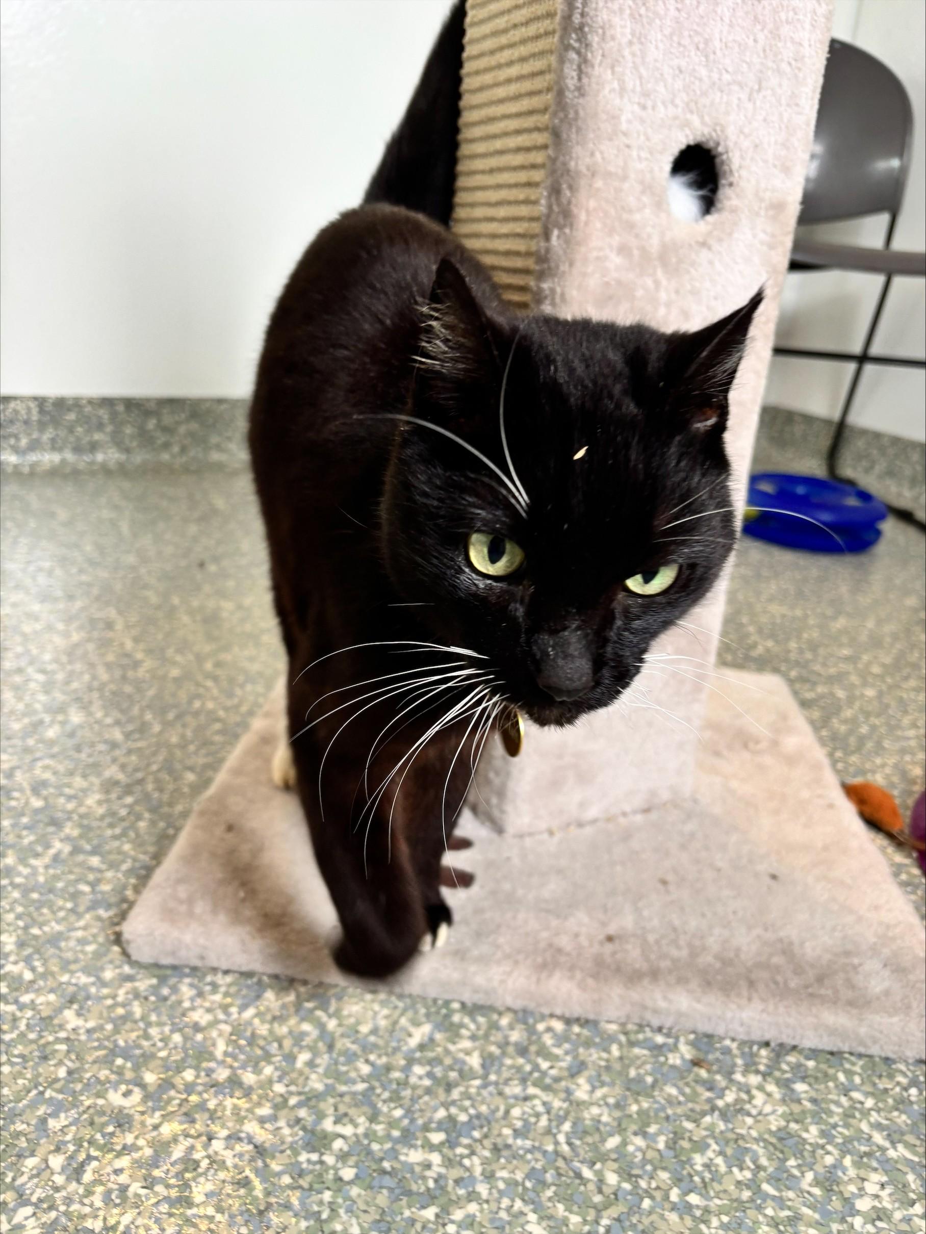 Enlarge Sylva, an adopted Domestic Short Hair in Waldport, OR image 2/2