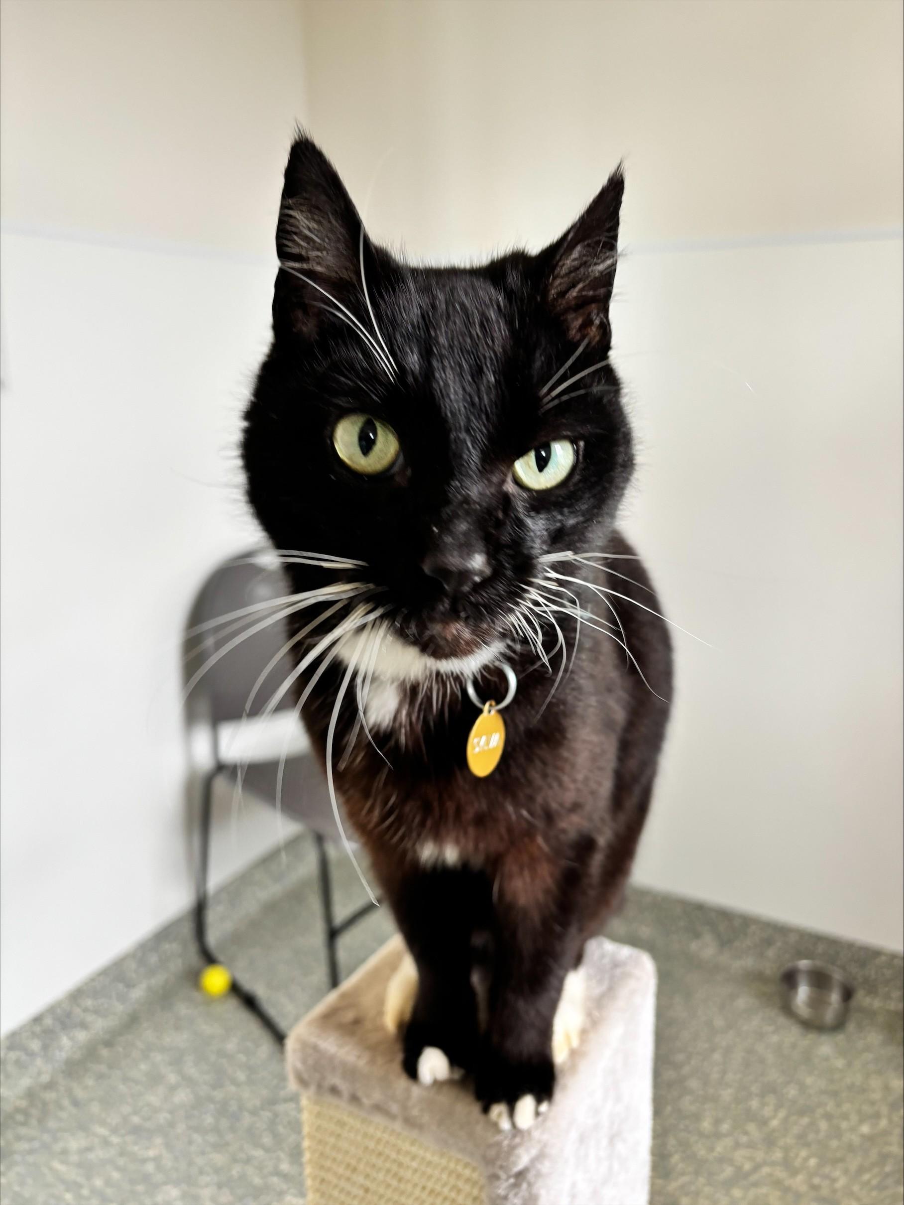 Sylva, adopted, Senior Male Domestic Short Hair.