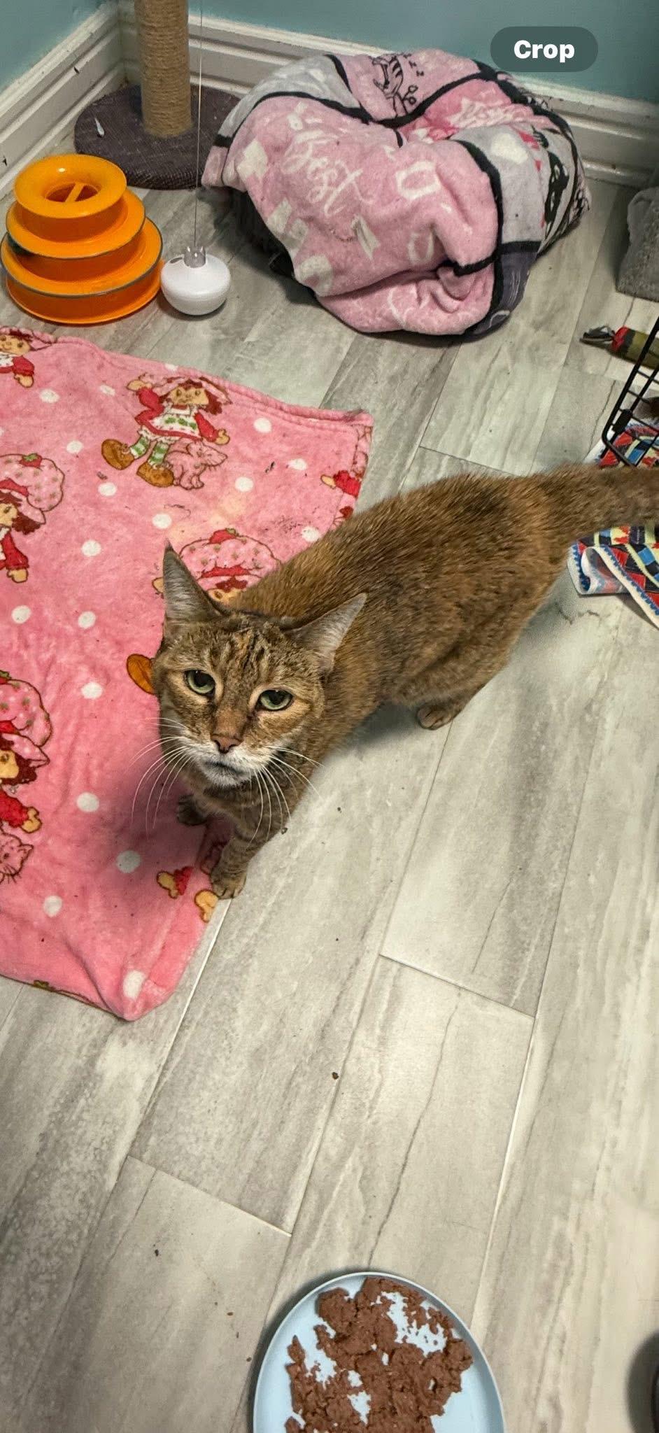 Kendra, Adoptable, Senior Female Domestic Short Hair.