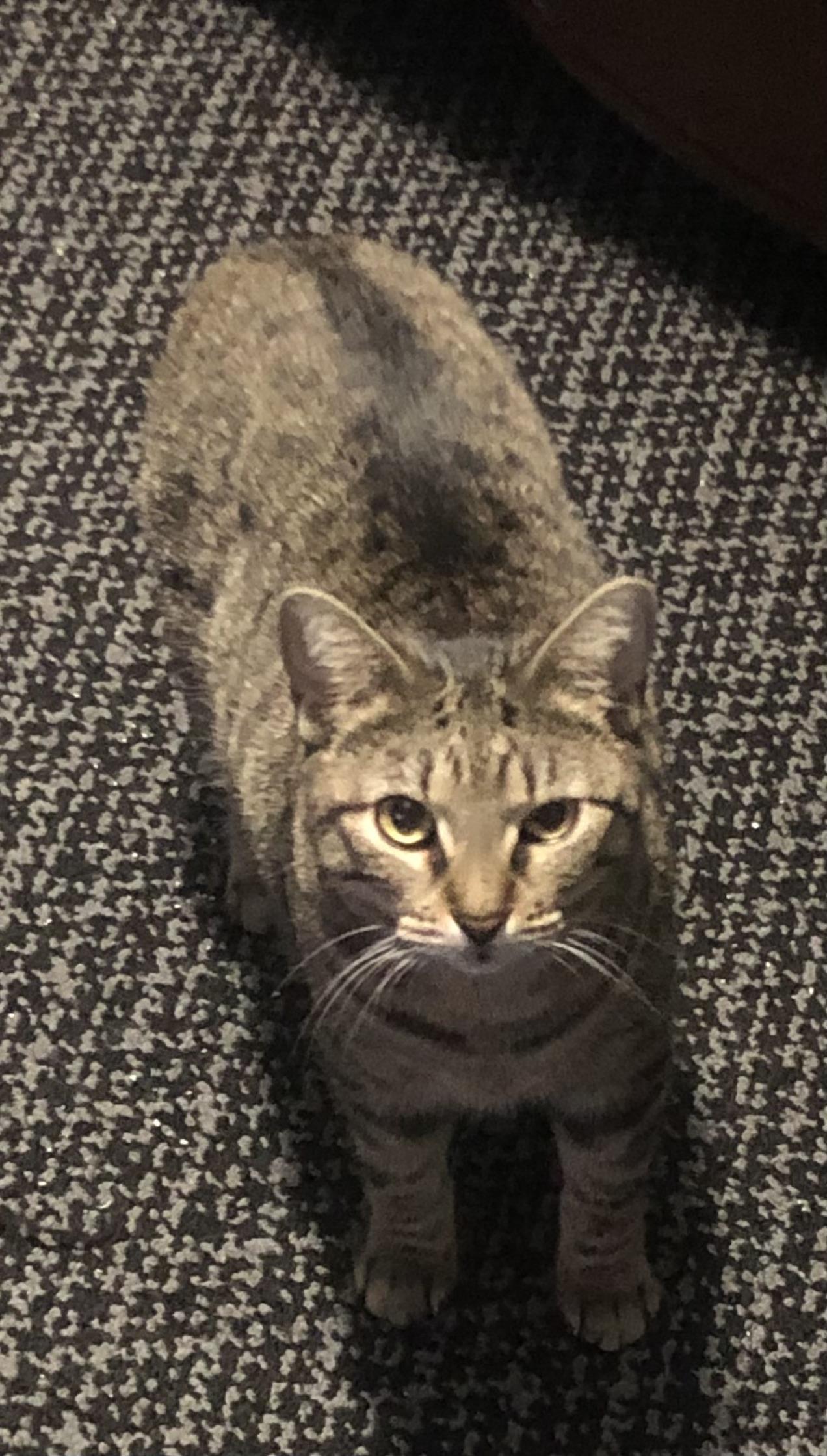 Lexi, Adoptable, Adult Female Tabby.