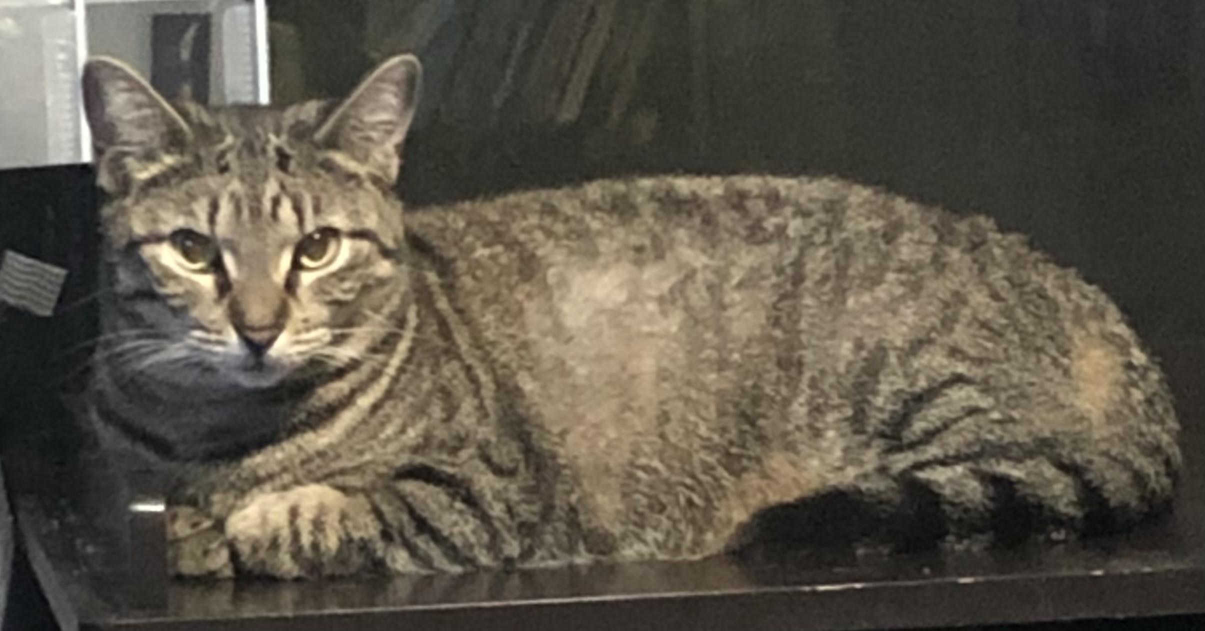 Lexi, a Adoptable Tabby in Ormond beach, FL image 2/2