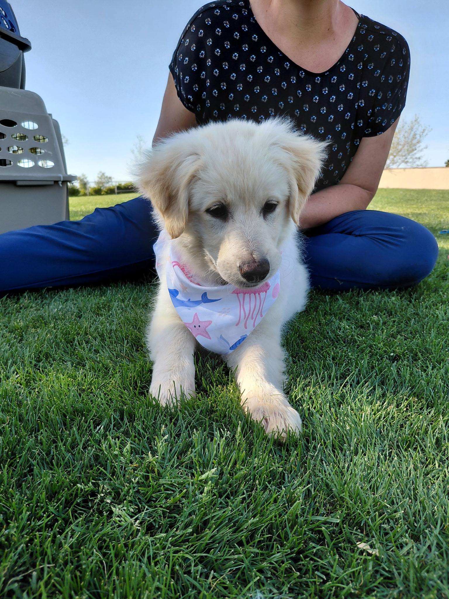 Enlarge Lemon, a ADOPTABLE Great Pyrenees in Oakland, CA image 3/5