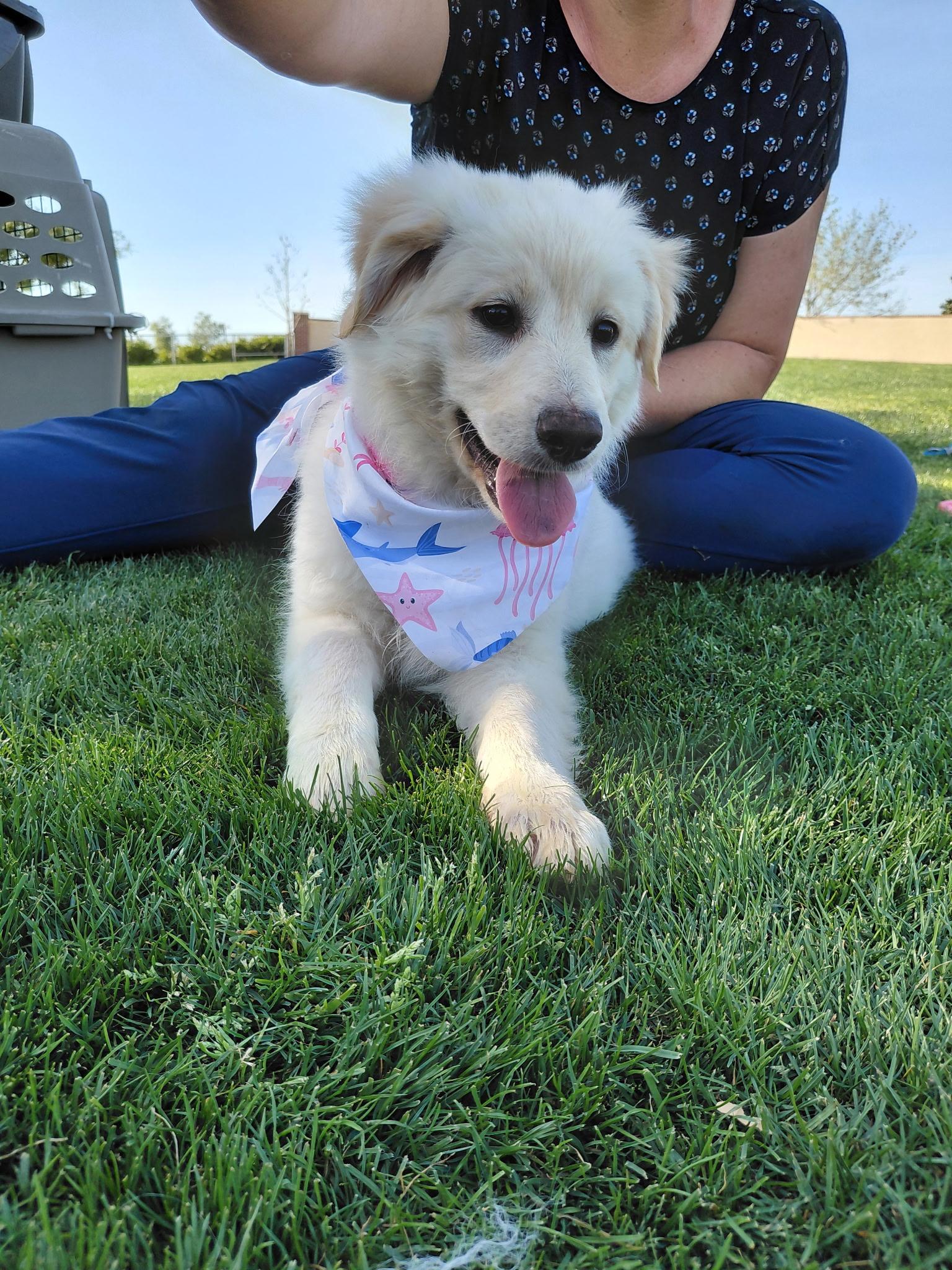 Enlarge Lemon, a ADOPTABLE Great Pyrenees in Oakland, CA image 1/5