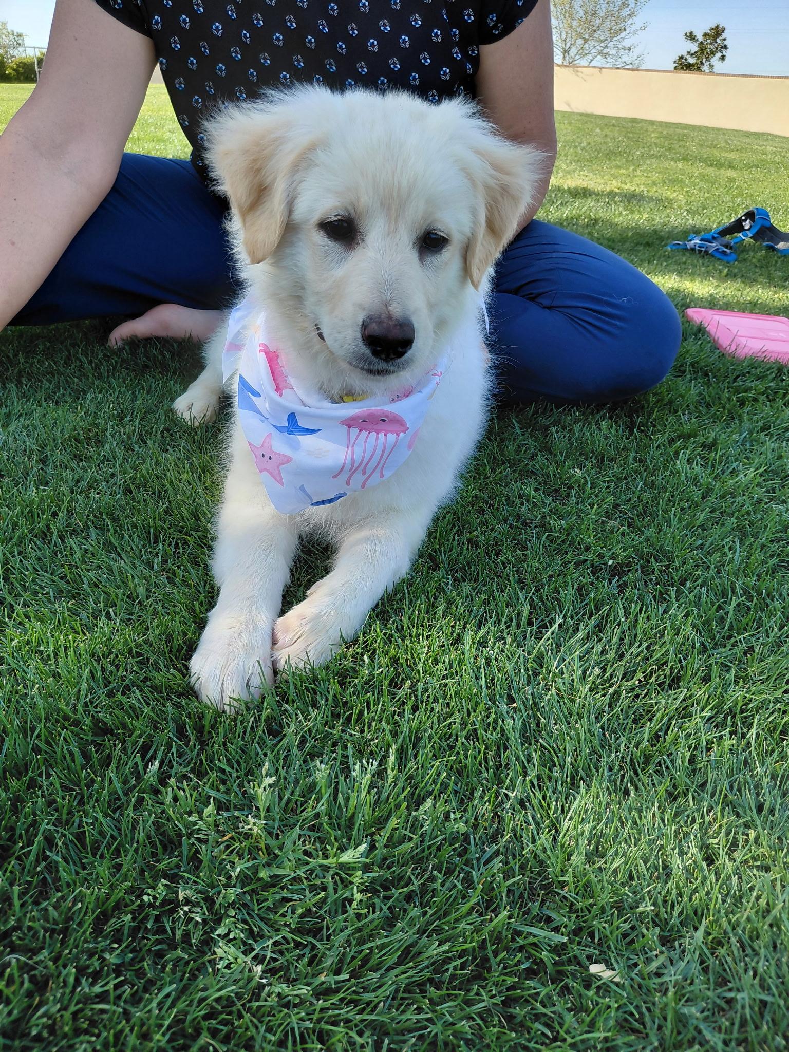 Enlarge Lemon, a ADOPTABLE Great Pyrenees in Oakland, CA image 4/5