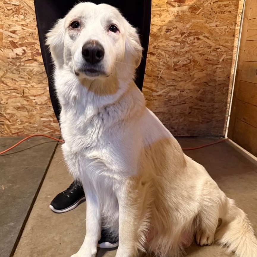 Enlarge Lemon, a ADOPTABLE Great Pyrenees in Oakland, CA image 5/5
