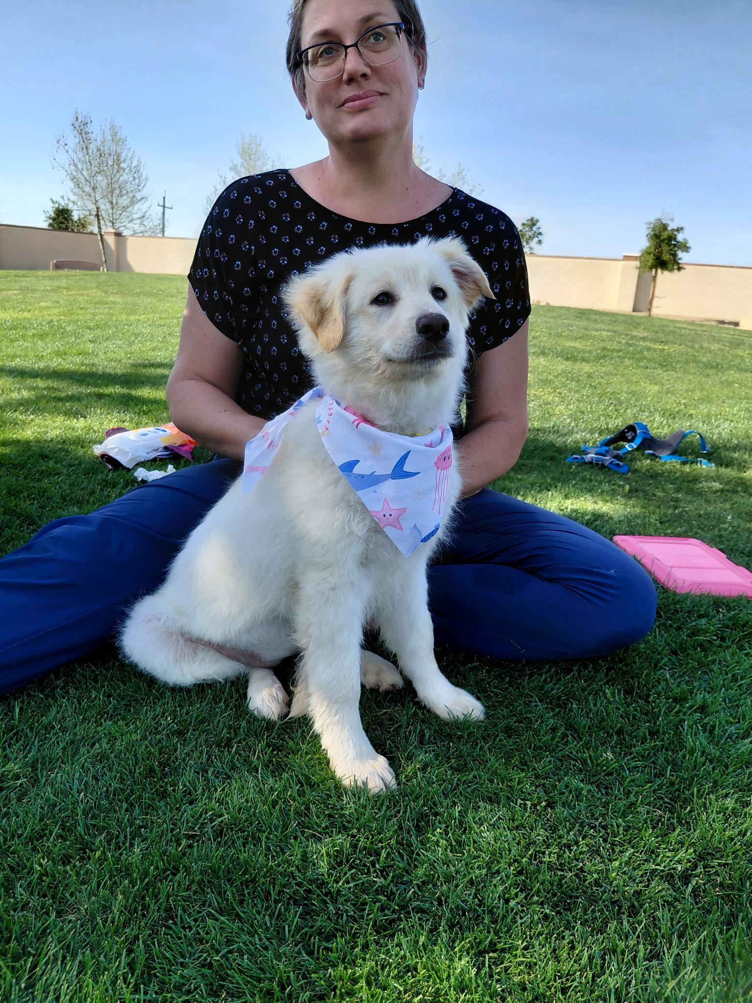 Enlarge Lemon, a ADOPTABLE Great Pyrenees in Oakland, CA image 2/5