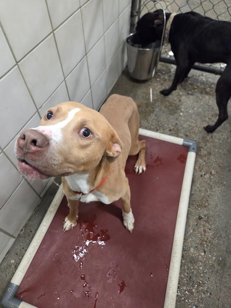 Thor, Adoptable, Young Male Pit Bull Terrier.