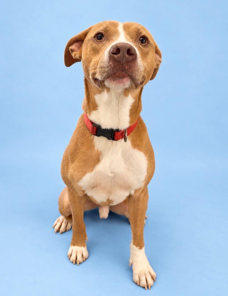Enlarge Thor, a Adoptable Pit Bull Terrier in Rock Springs, WY image 2/2