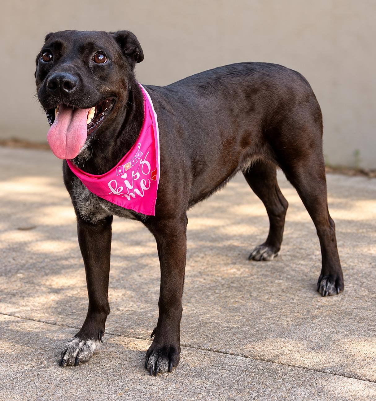 Enlarge Clairy, a Adoptable mixed breed in Brule, NE image 3/6