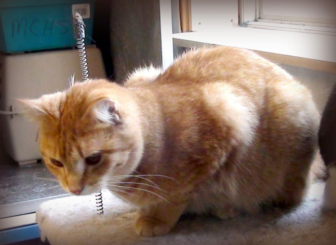 Butterscotch, Adoptable, Adult Female Domestic Short Hair & American Shorthair.