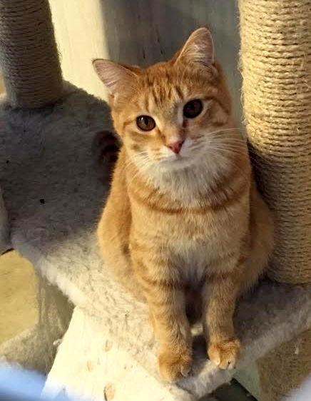 Enlarge Butterscotch, a Adoptable mixed breed in Holly Springs, MS image 2/3