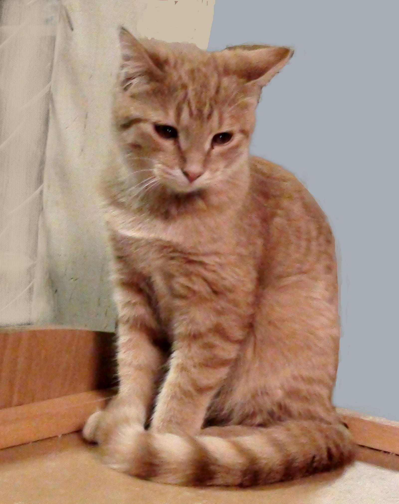 Enlarge Butterscotch, a Adoptable mixed breed in Holly Springs, MS image 3/3