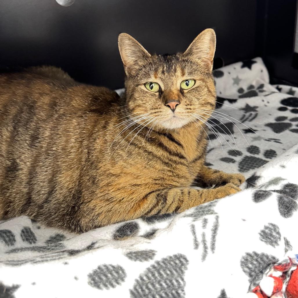 Enlarge Daisy, a Adoptable Domestic Short Hair in Port Angeles, WA image 5/6