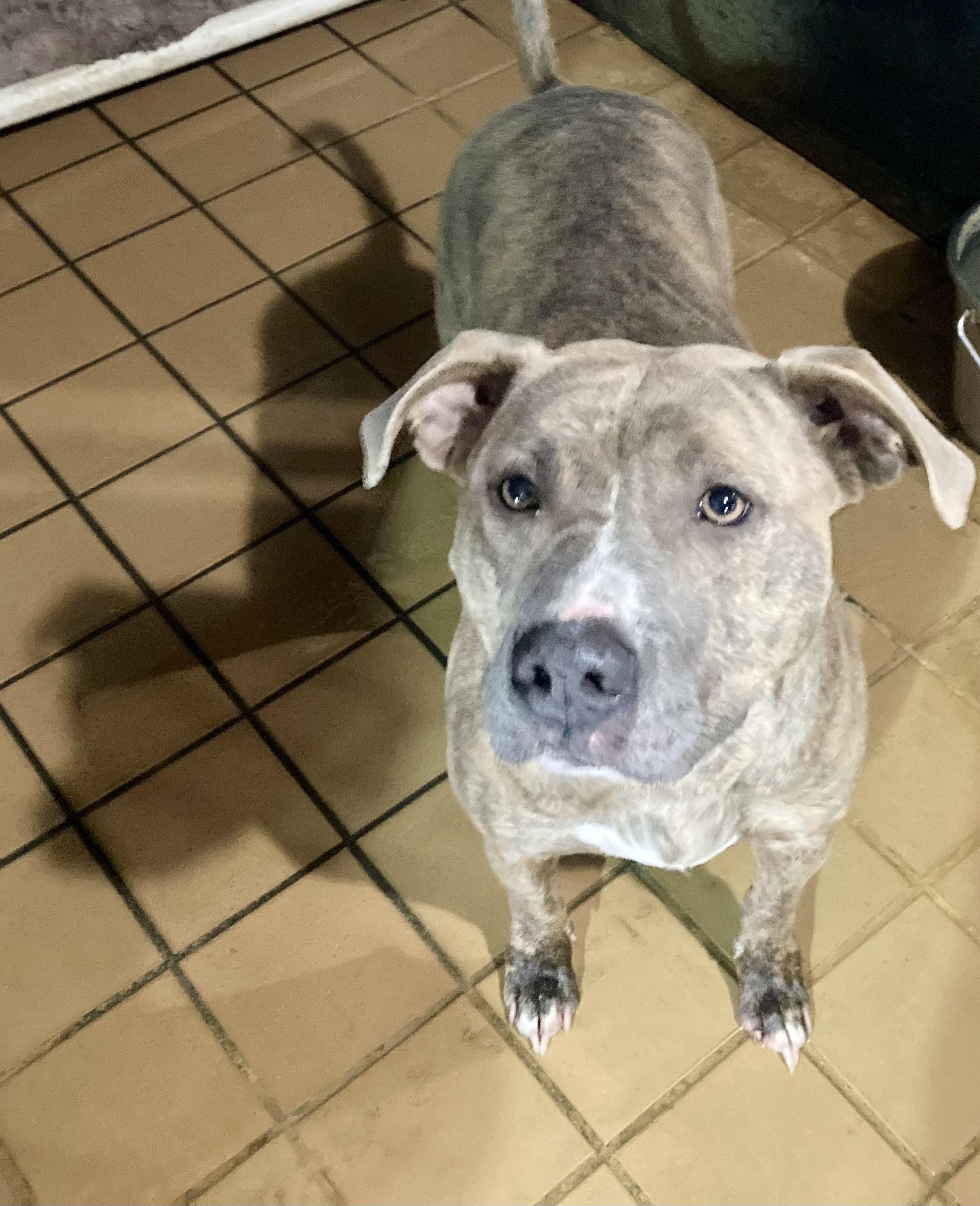 Enlarge Zinnia , an adopted mixed breed in Sandusky, MI image 2/3