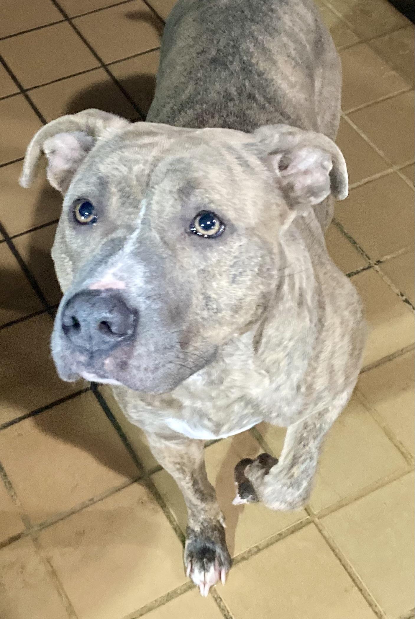 Zinnia , ADOPTABLE, Adult Female Pit Bull Terrier.