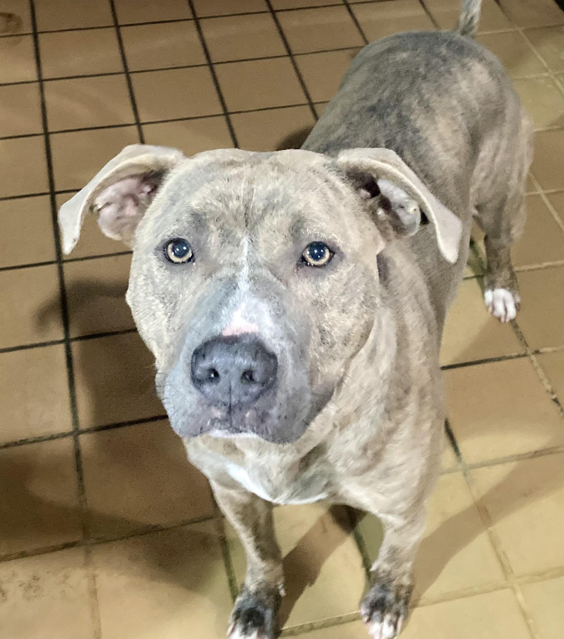 Enlarge Zinnia , an adopted mixed breed in Sandusky, MI image 3/3