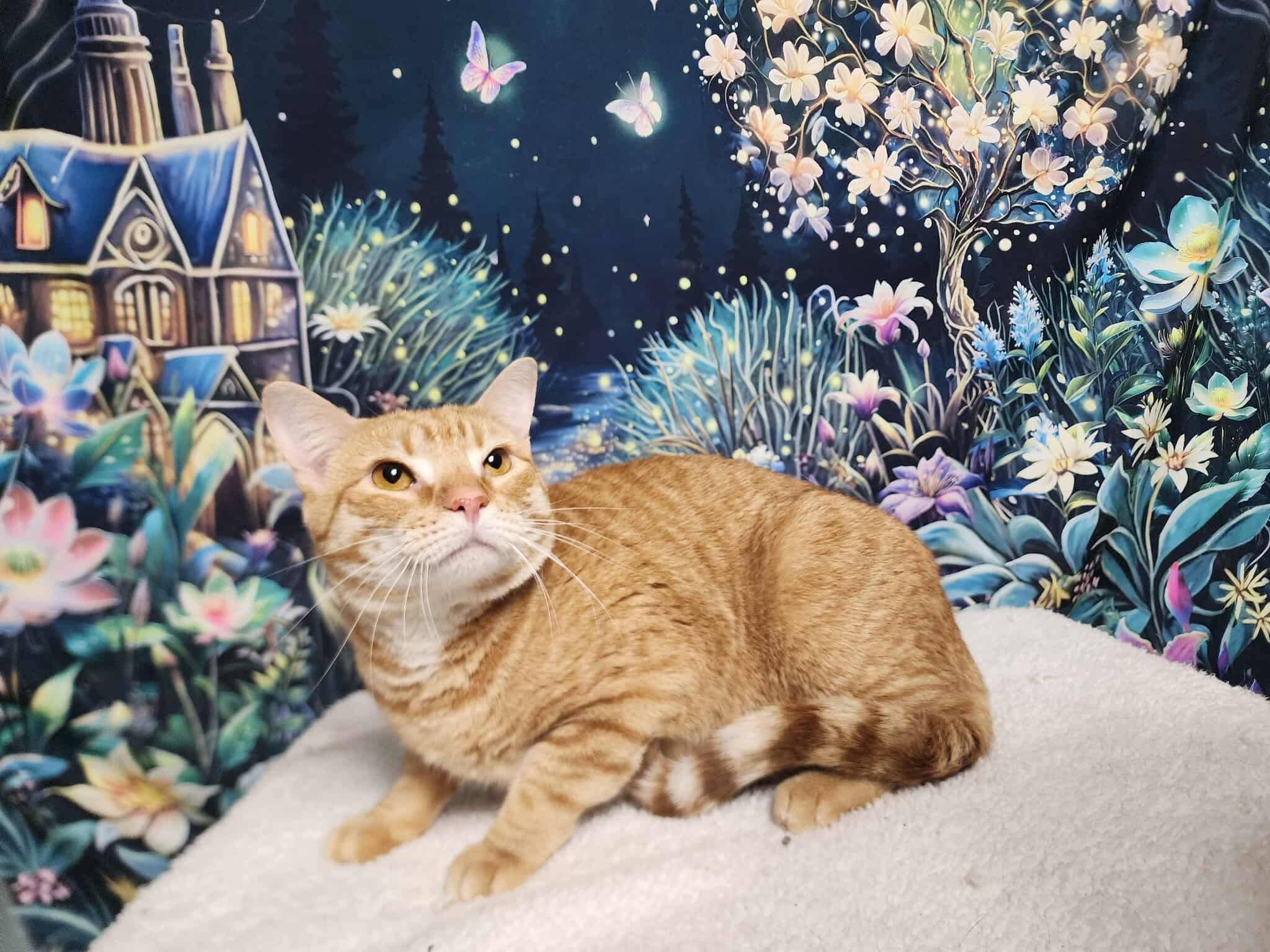 Sparky, Adoptable, Adult Male Tabby & Domestic Short Hair.