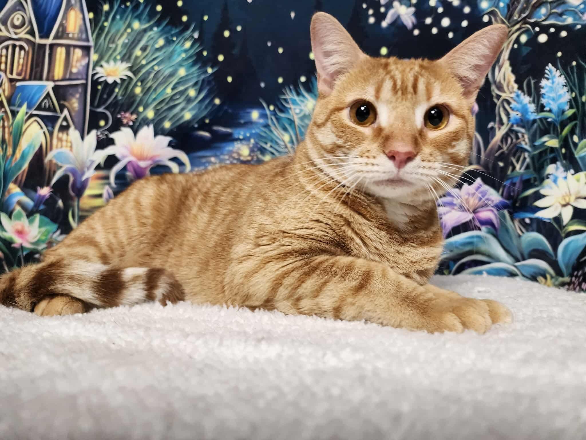 Enlarge Sparky, a Adoptable mixed breed in Greensburg, PA image 3/5