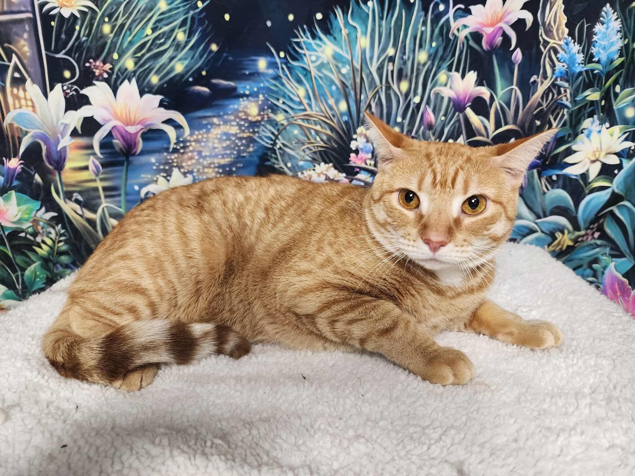 Enlarge Sparky, a Adoptable mixed breed in Greensburg, PA image 4/5