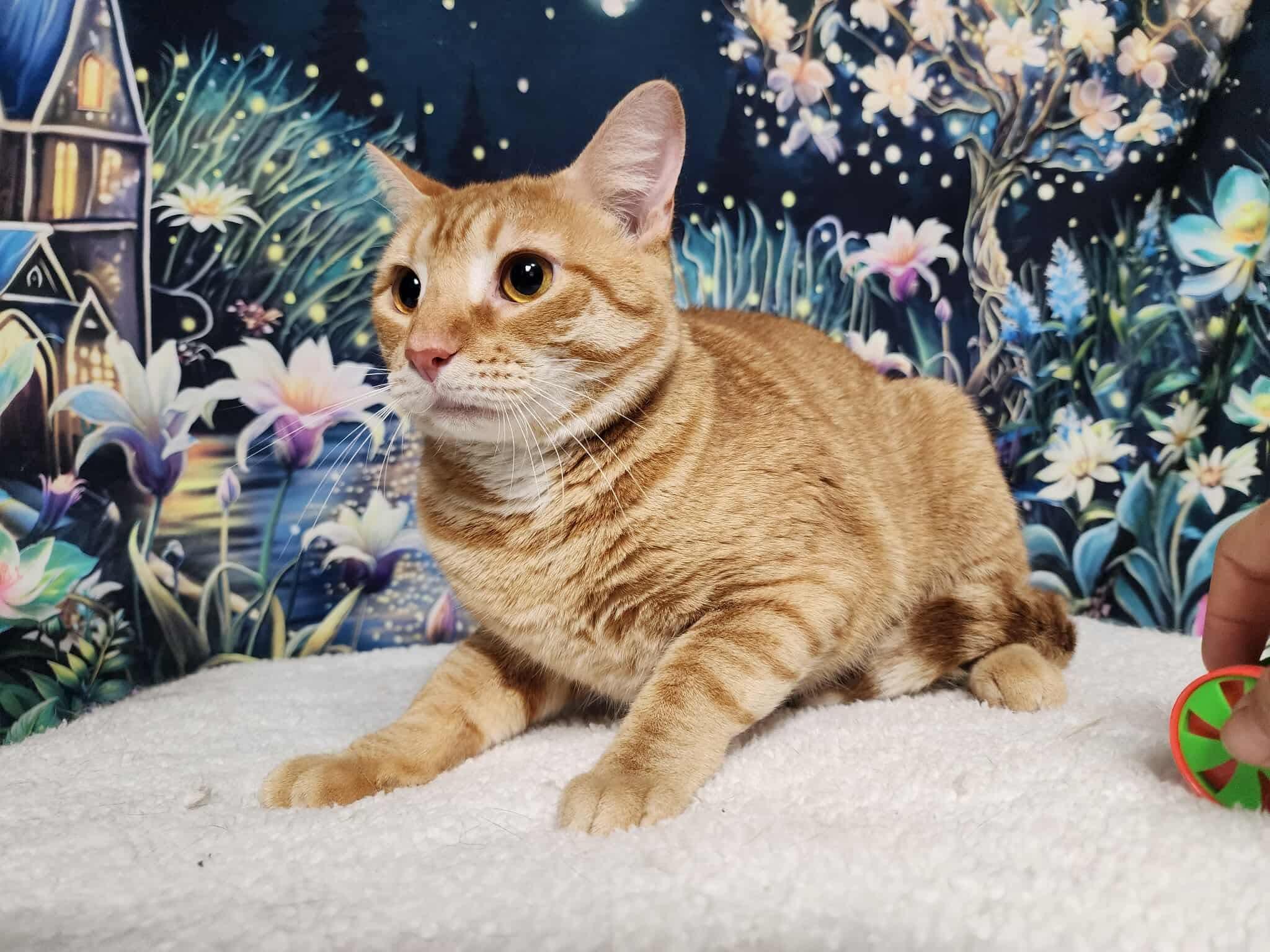 Enlarge Sparky, a Adoptable mixed breed in Greensburg, PA image 5/5