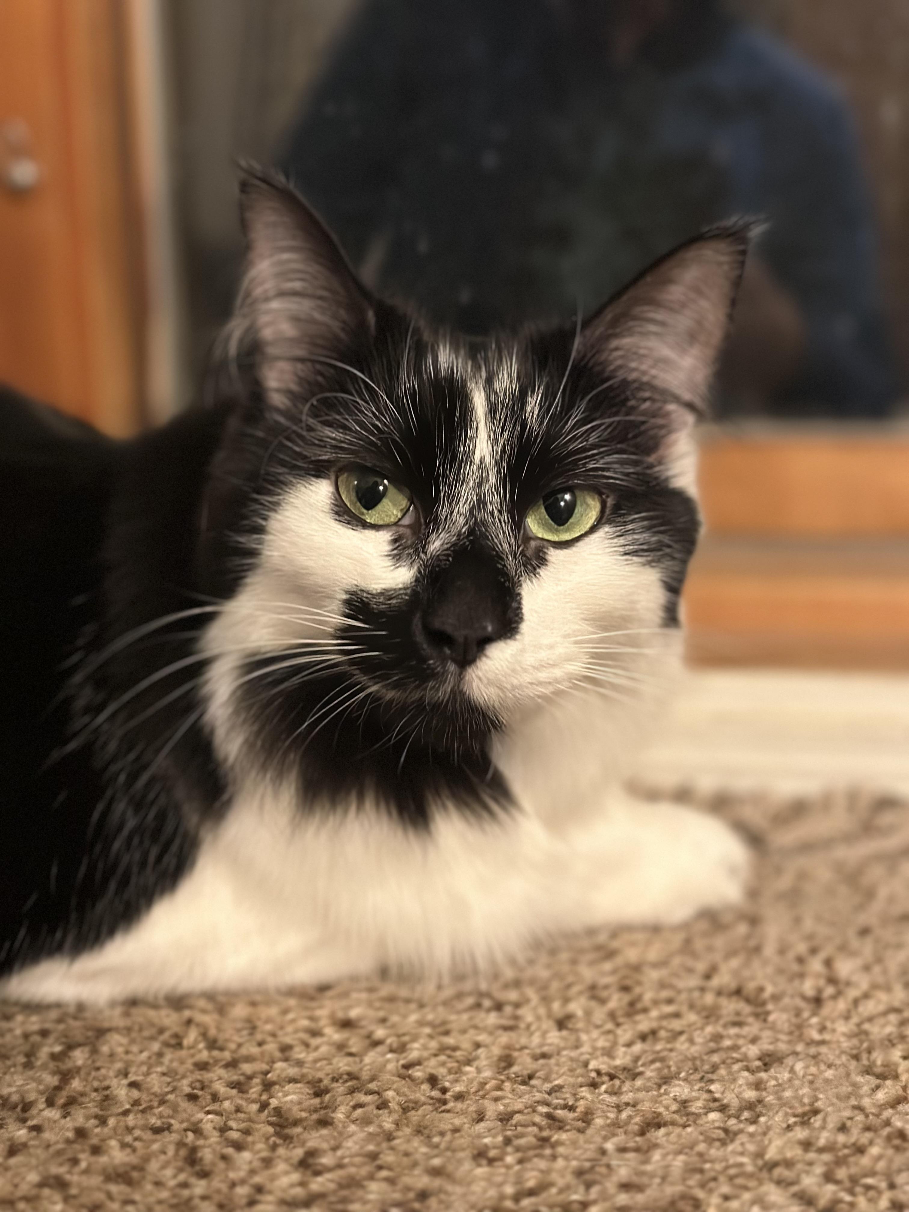 Oreo, a Adoptable Domestic Medium Hair in Cranbrook, BC image 3/4