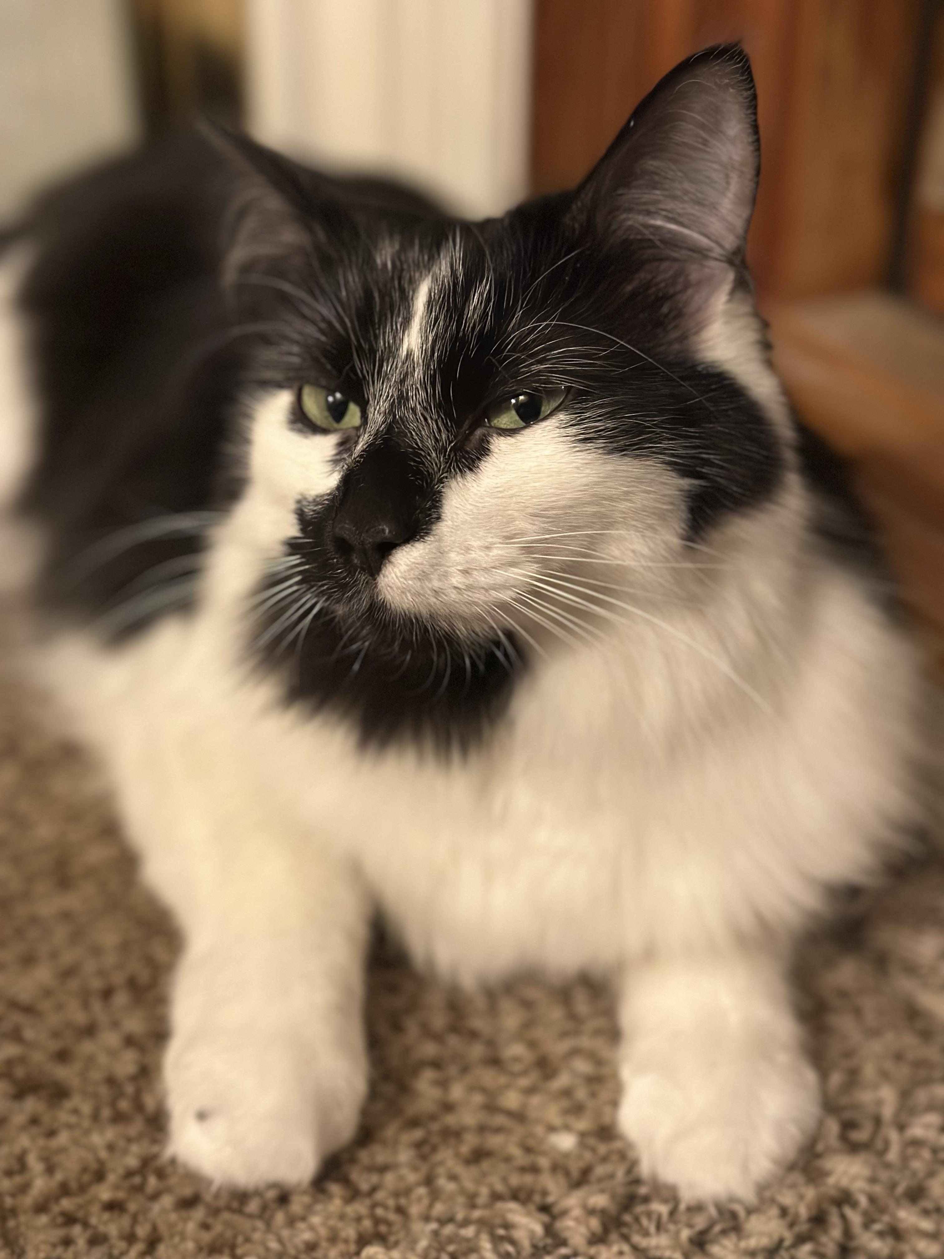 Oreo, a Adoptable Domestic Medium Hair in Cranbrook, BC image 4/4
