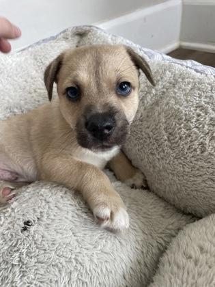 Enlarge Ganache, a Adoptable mixed breed in Lawrenceville, GA image 1/1