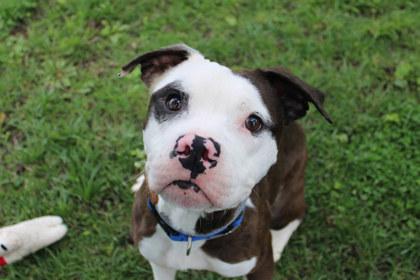 Wiggles, Adoptable, Adult Male Pit Bull Terrier & Mixed Breed.