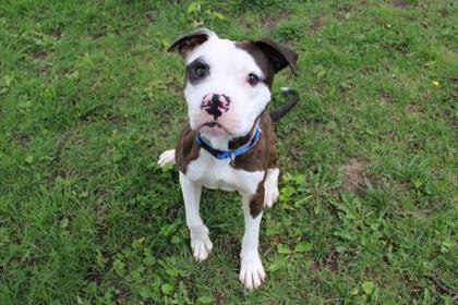 Wiggles, a Adoptable mixed breed in Kansas City, MO image 2/3