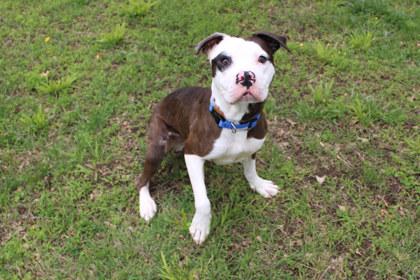 Wiggles, a Adoptable mixed breed in Kansas City, MO image 3/3
