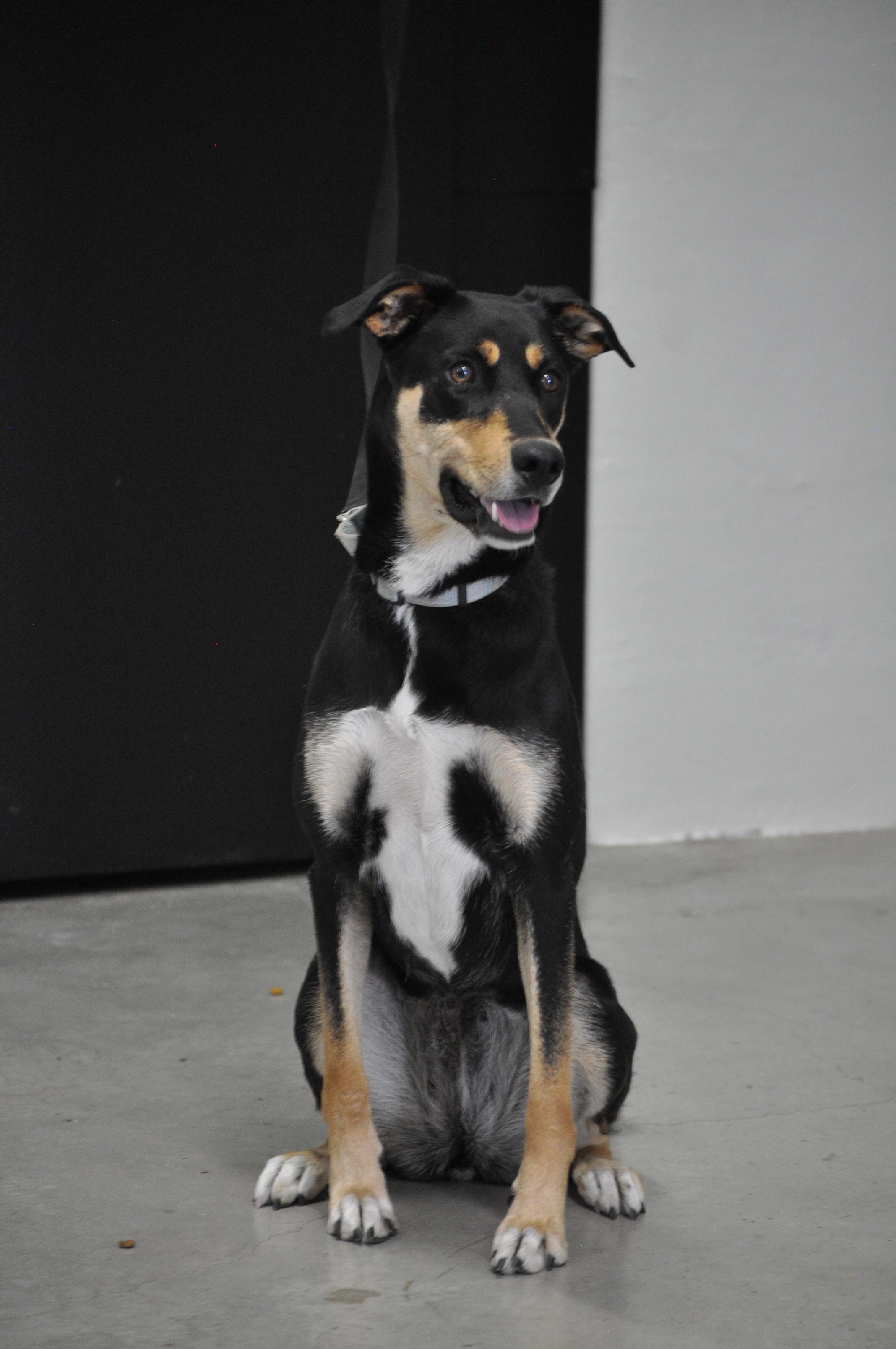 HONEY-TRAINED DOG, Adoptable, Young Female Doberman Pinscher & Mixed Breed.