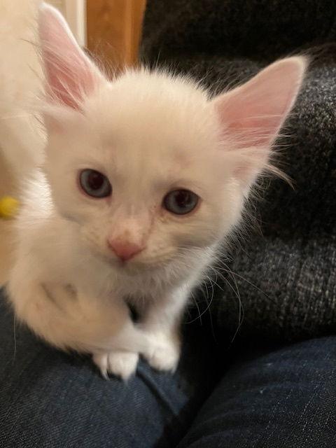 Heath, Adopted, Kitten Male Domestic Medium Hair.