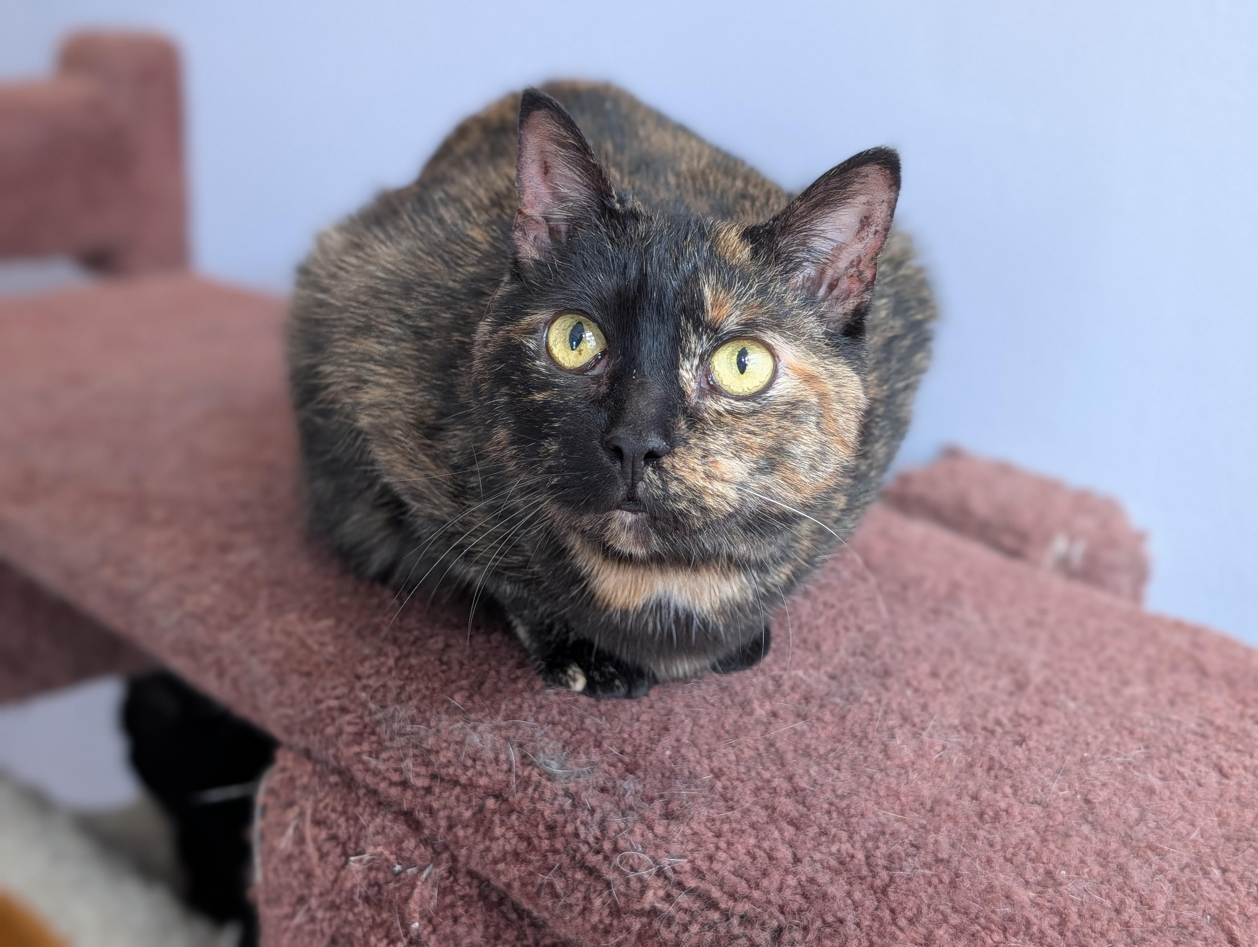 Enlarge Aspen (cat café) , a ADOPTABLE Domestic Short Hair in West Lafayette, IN image 3/5
