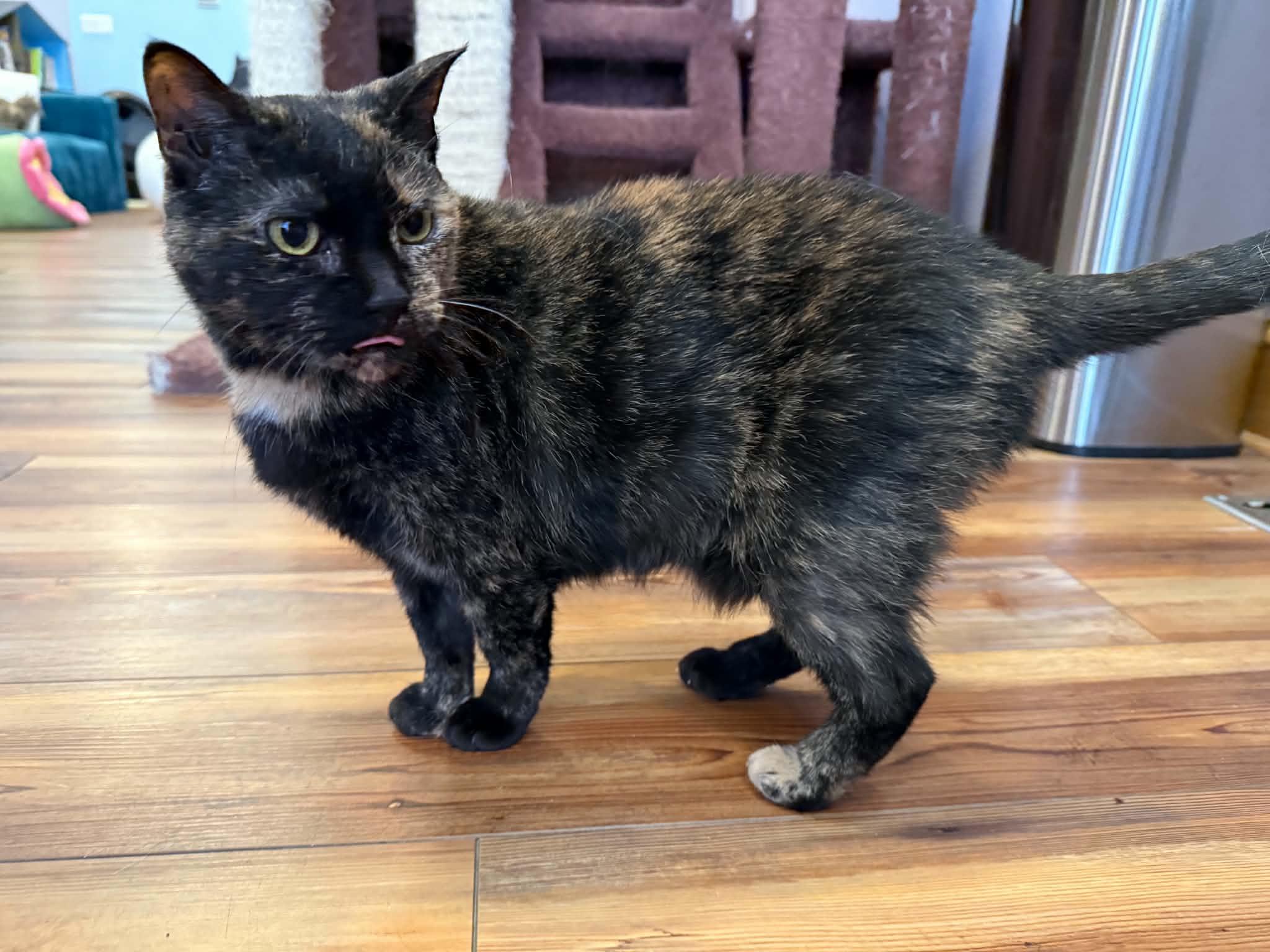 Aspen (cat café) , a ADOPTABLE Domestic Short Hair in West Lafayette, IN image 3/5