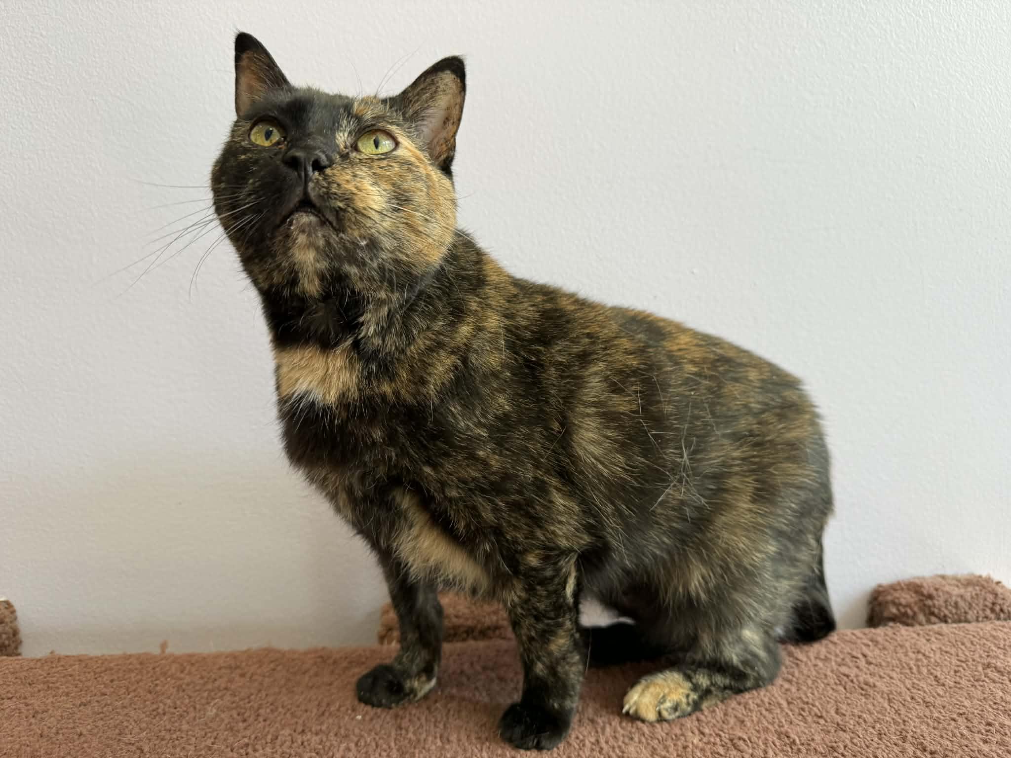 Enlarge Aspen (cat café) , a ADOPTABLE Domestic Short Hair in West Lafayette, IN image 5/5