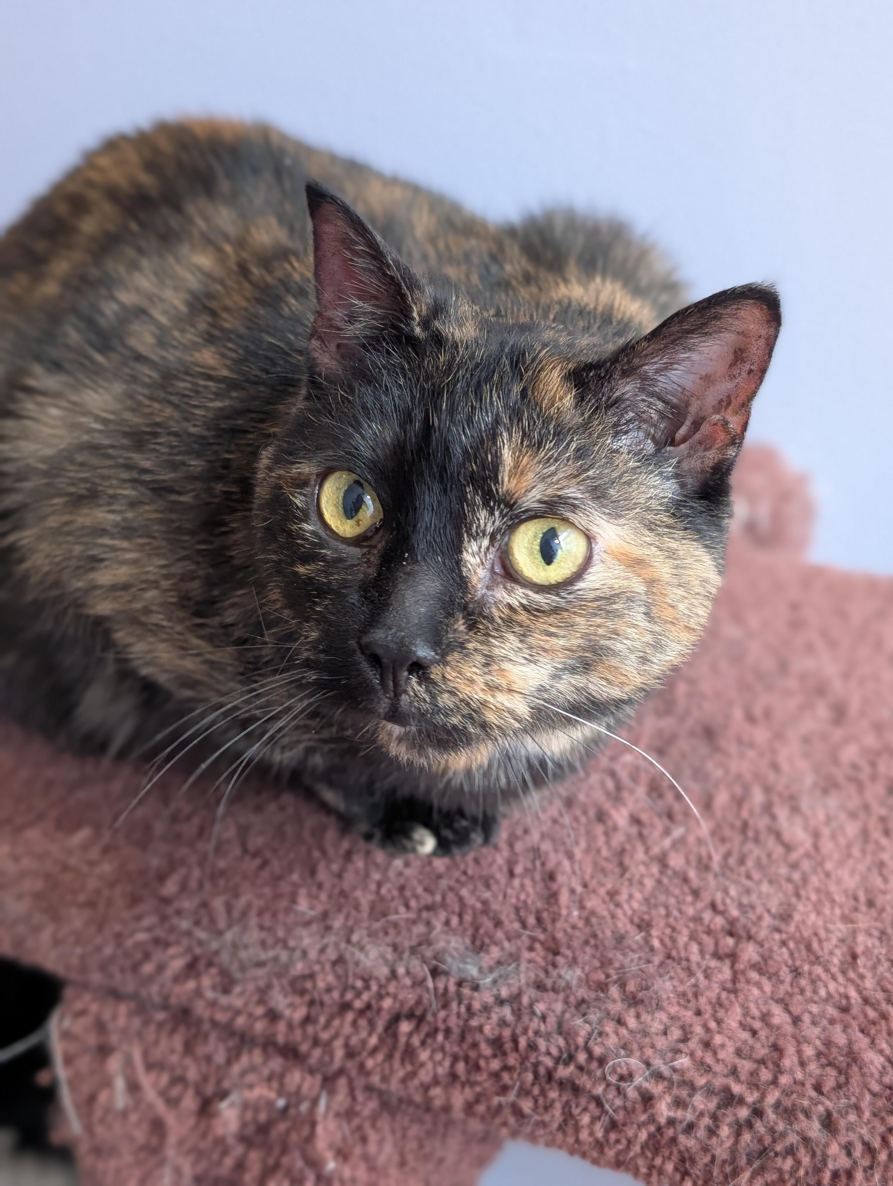 Aspen (cat café) , ADOPTABLE, Senior Female Domestic Short Hair.