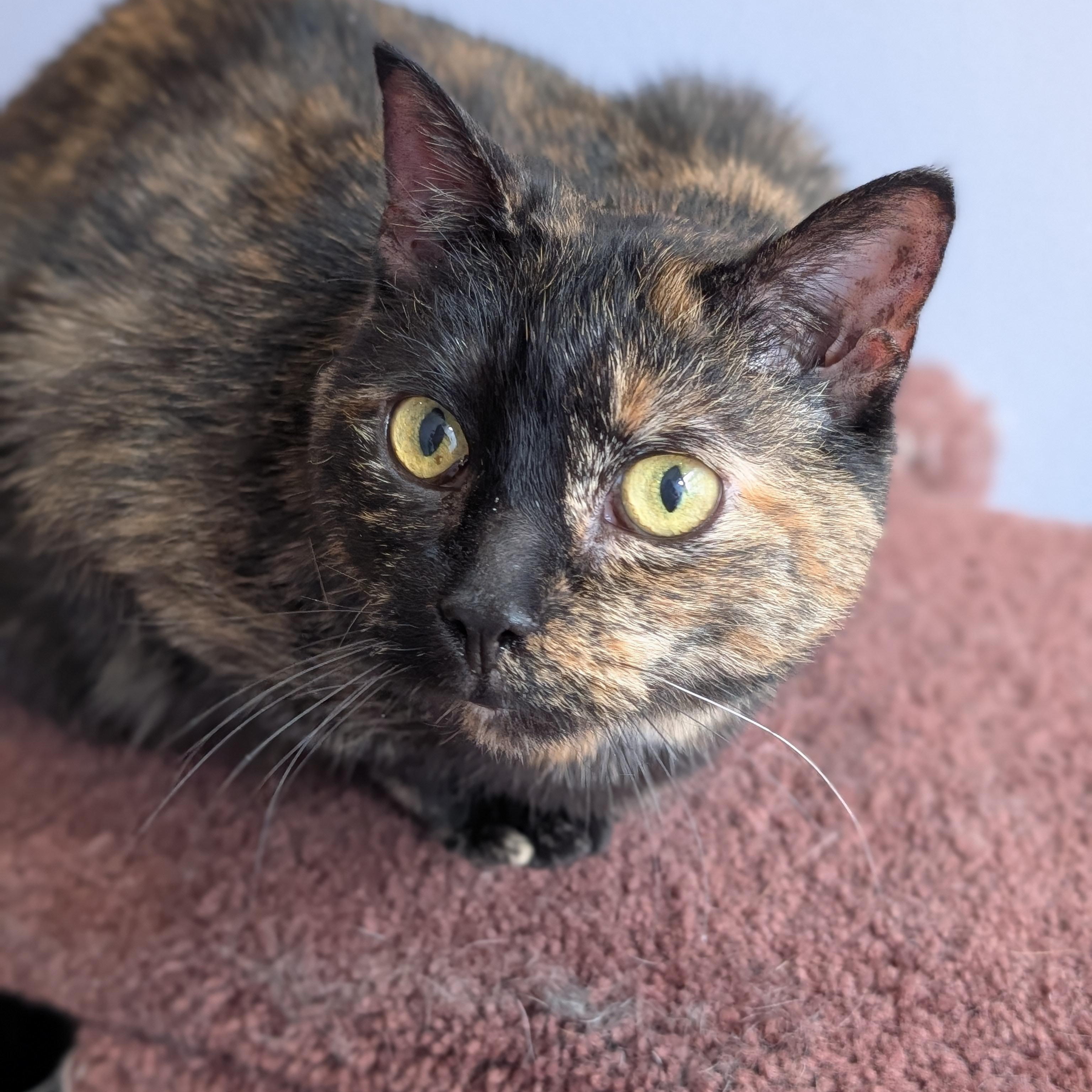 Aspen (cat café) , a ADOPTABLE Domestic Short Hair in West Lafayette, IN image 2/5