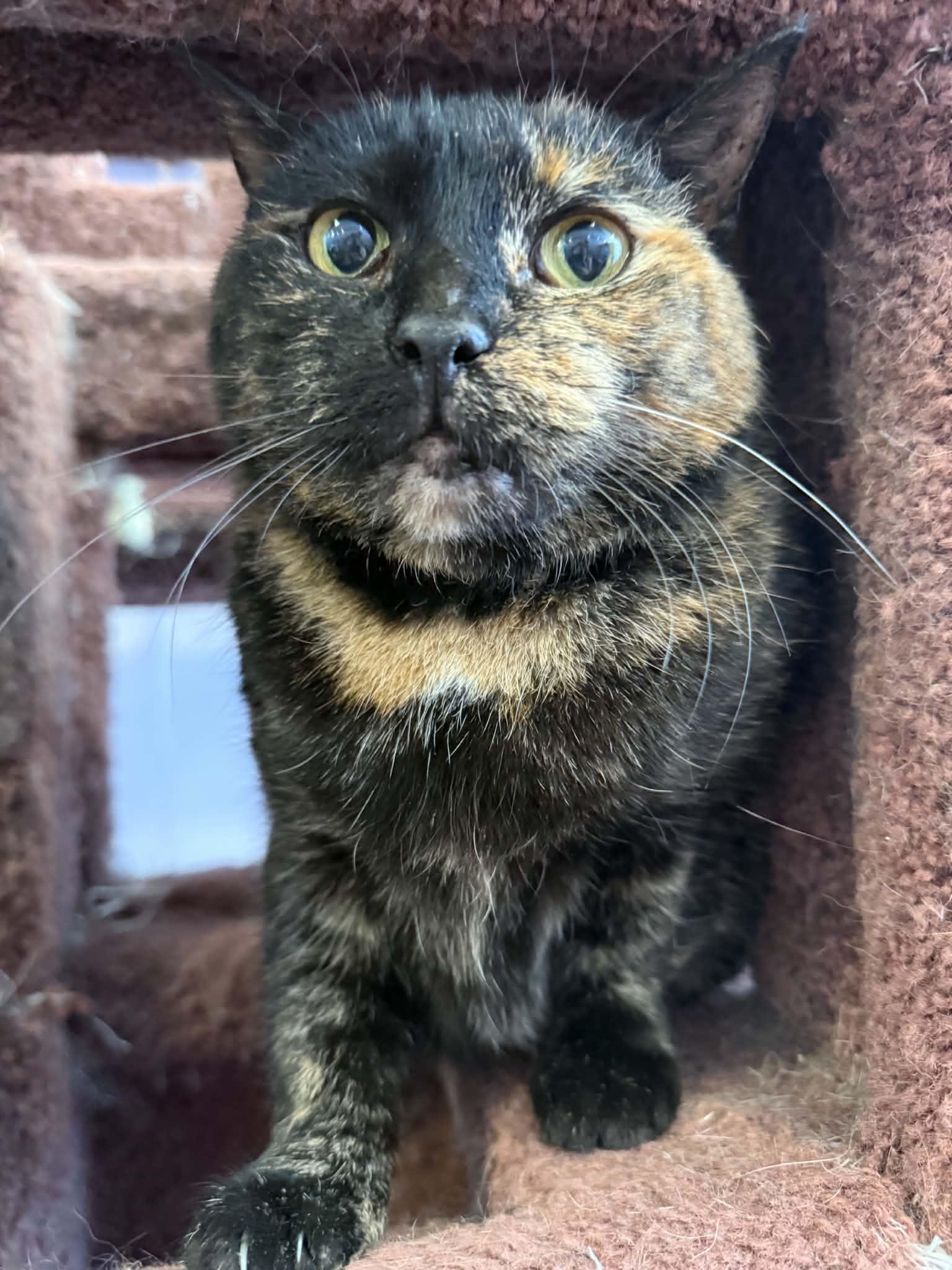 Aspen (cat café) , ADOPTABLE, Senior Female Domestic Short Hair.
